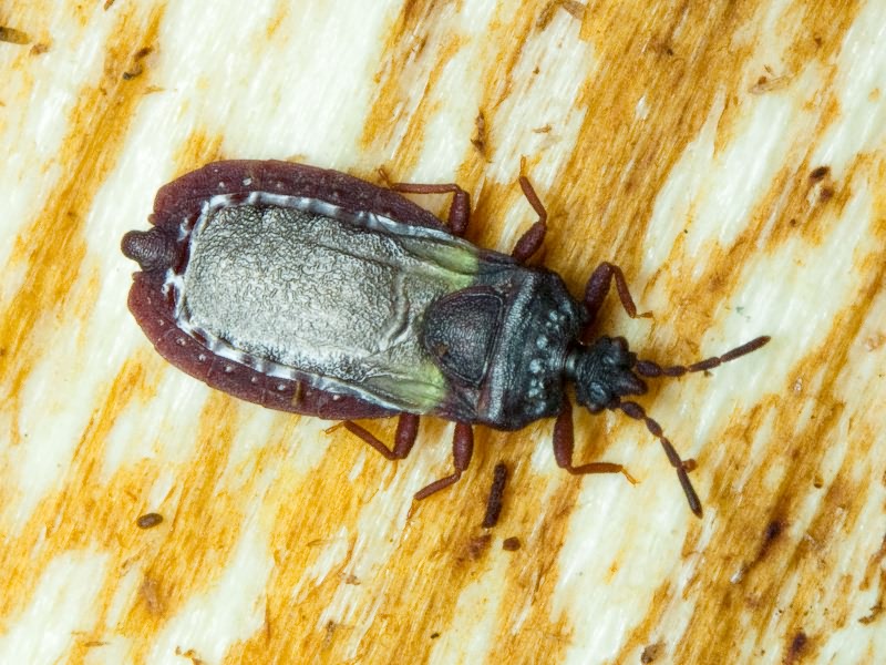 Aneurus (Aneurodes) avenius (Dufour, 1833)